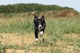 BORDER COLLIE 302